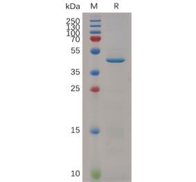 SDS-PAGE - Recombinant Mouse RNASE4 Protein (Fc Tag) (A317517) - Antibodies.com