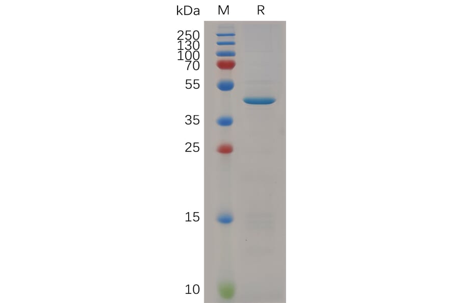 SDS-PAGE - Recombinant Mouse RNASE4 Protein (Fc Tag) (A317517) - Antibodies.com