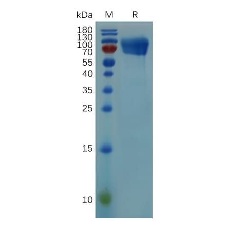 SDS-PAGE - Recombinant Mouse CD30 Protein (Fc Tag) (A317521) - Antibodies.com