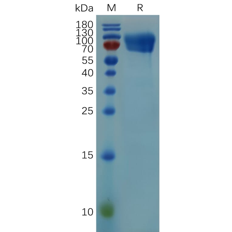 SDS-PAGE - Recombinant Mouse CD30 Protein (Fc Tag) (A317521) - Antibodies.com