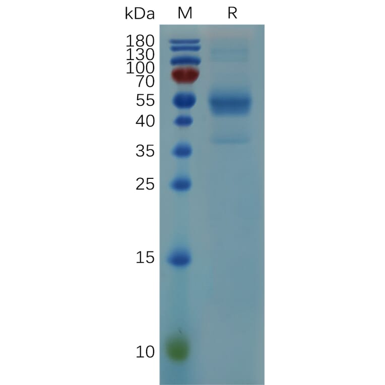 SDS-PAGE - Recombinant Mouse HBEGF/DTR Protein (Fc Tag) (A317522) - Antibodies.com
