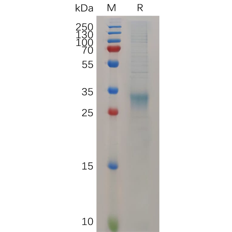 SDS-PAGE - Recombinant Mouse Interferon beta Protein (6×His Tag) (A317523) - Antibodies.com