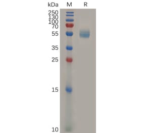 SDS-PAGE - Recombinant Mouse GITR Protein (Fc Tag) (A317524) - Antibodies.com