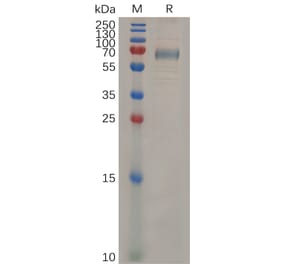 SDS-PAGE - Recombinant Mouse CD33 Protein (Fc Tag) (A317525) - Antibodies.com