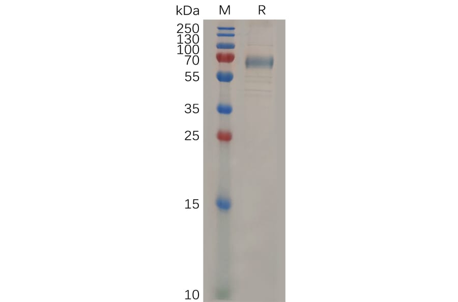 SDS-PAGE - Recombinant Mouse CD33 Protein (Fc Tag) (A317525) - Antibodies.com