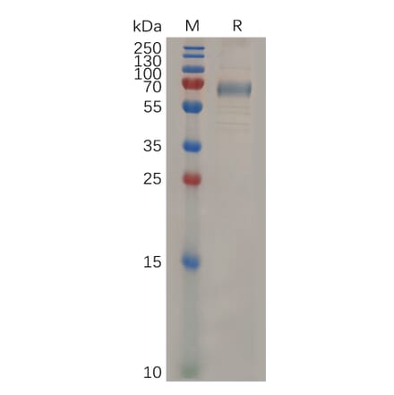 SDS-PAGE - Recombinant Mouse CD33 Protein (Fc Tag) (A317525) - Antibodies.com