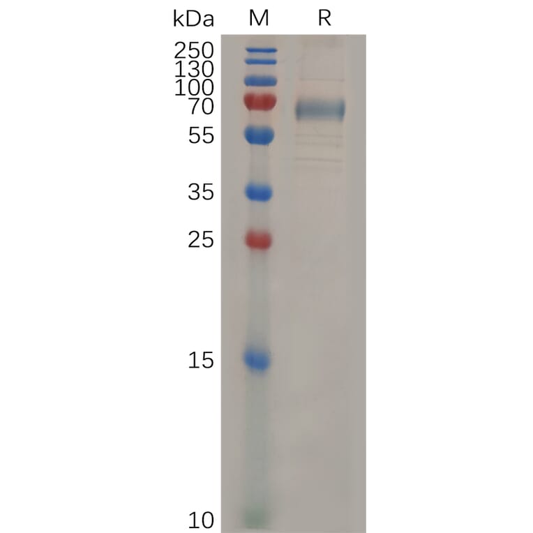 SDS-PAGE - Recombinant Mouse CD33 Protein (Fc Tag) (A317525) - Antibodies.com