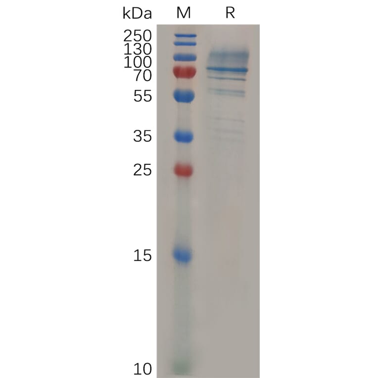 SDS-PAGE - Recombinant Mouse Syndecan-1 Protein (Fc Tag) (A317526) - Antibodies.com