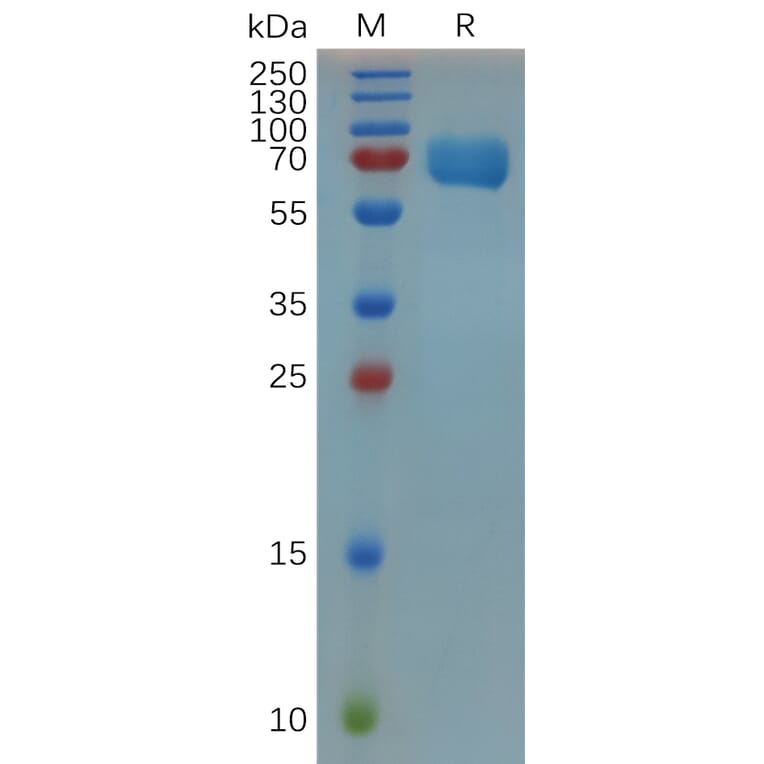 SDS-PAGE - Recombinant Mouse TROP2 Protein (Fc Tag) (A317527) - Antibodies.com