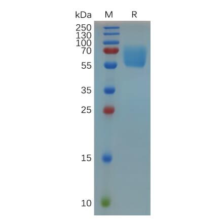 SDS-PAGE - Recombinant Mouse CD47 Protein (Fc Tag) (A317528) - Antibodies.com