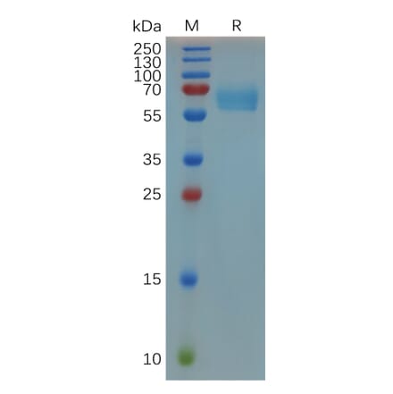 SDS-PAGE - Recombinant Mouse CD27 Protein (Fc Tag) (A317529) - Antibodies.com