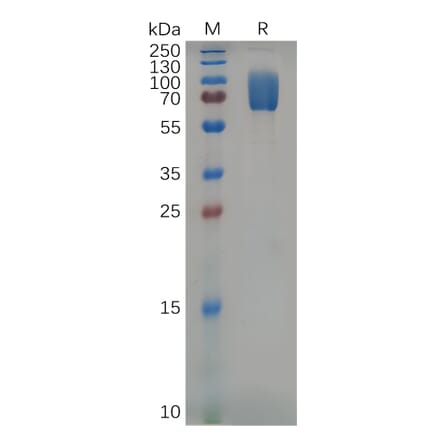 SDS-PAGE - Recombinant Mouse 2B4 Protein (Fc Tag) (A317536) - Antibodies.com