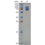 SDS-PAGE - Recombinant Mouse 2B4 Protein (Fc Tag) (A317536) - Antibodies.com