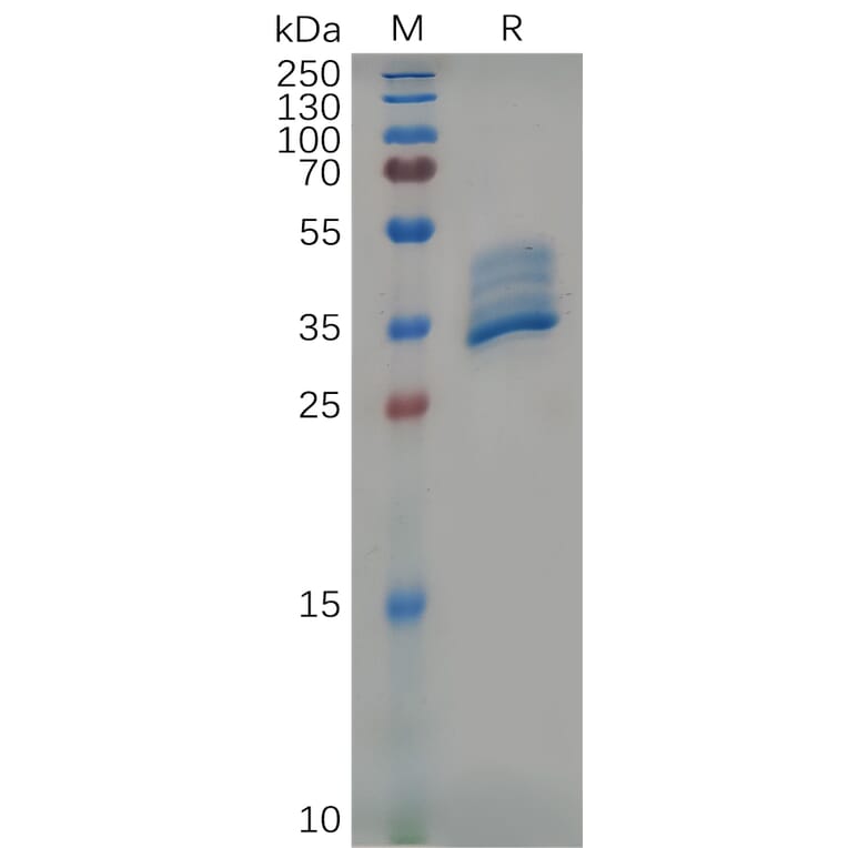 SDS-PAGE - Recombinant Mouse BCMA Protein (Fc Tag) (A317539) - Antibodies.com