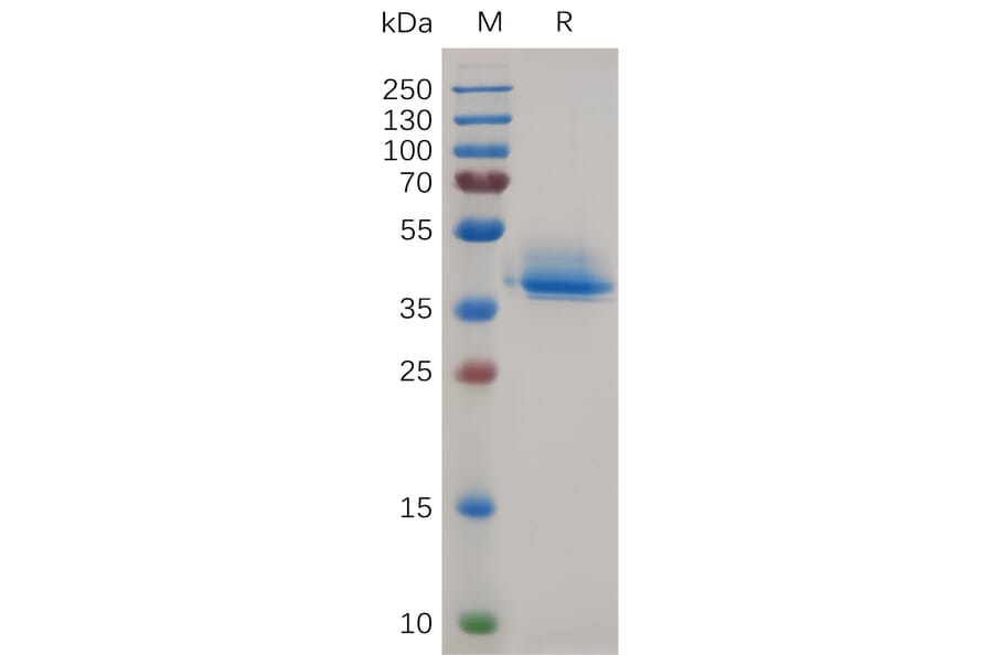 SDS-PAGE - Recombinant Canis lupus familiaris Annexin-2/ANXA2 Protein (6×His Tag) (A317540) - Antibodies.com