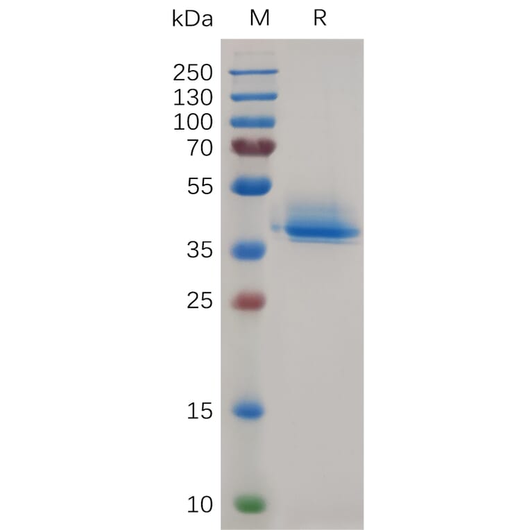 SDS-PAGE - Recombinant Canis lupus familiaris Annexin-2/ANXA2 Protein (6×His Tag) (A317540) - Antibodies.com