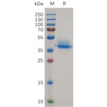 SDS-PAGE - Recombinant Canis lupus familiaris Annexin-2/ANXA2 Protein (6×His Tag) (A317540) - Antibodies.com