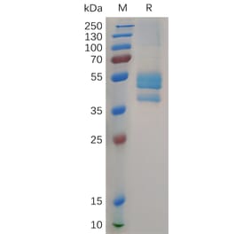 SDS-PAGE - Recombinant Cynomolgus macaque Eotaxin 2 Protein (Fc Tag) (A317548) - Antibodies.com