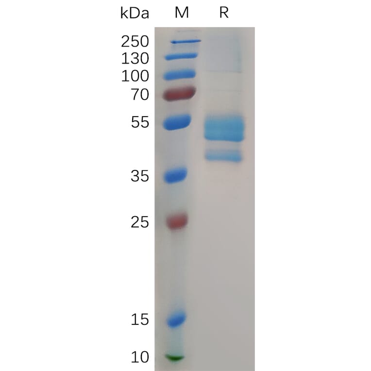 SDS-PAGE - Recombinant Cynomolgus macaque Eotaxin 2 Protein (Fc Tag) (A317548) - Antibodies.com