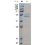 SDS-PAGE - Recombinant Cynomolgus macaque Midkine Protein (Fc Tag) (A317549) - Antibodies.com