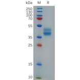 SDS-PAGE - Recombinant Cynomolgus macaque Annexin-2/ANXA2 Protein (6×His Tag) (A317550) - Antibodies.com