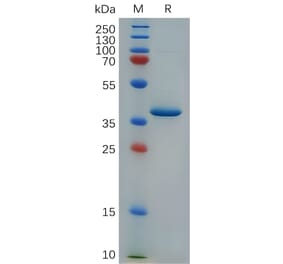 SDS-PAGE - Recombinant Cynomolgus macaque PF4 Protein (Fc Tag) (A317551) - Antibodies.com
