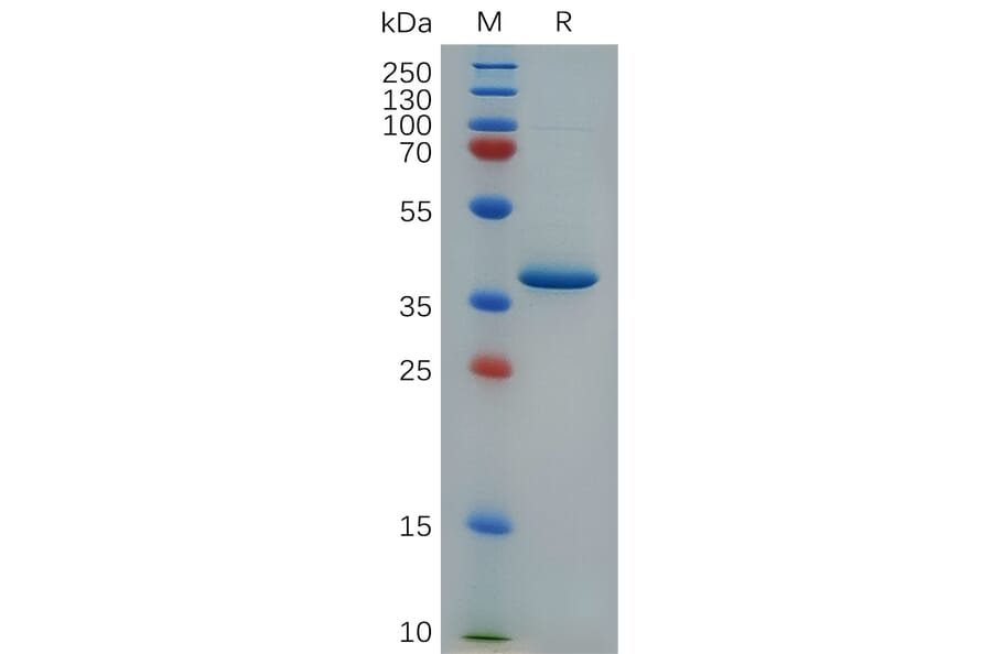 SDS-PAGE - Recombinant Cynomolgus macaque PF4 Protein (Fc Tag) (A317551) - Antibodies.com