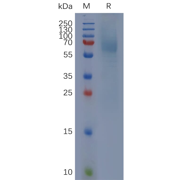 SDS-PAGE - Recombinant Cynomolgus macaque IgHE Protein (6×His Tag) (A317553) - Antibodies.com