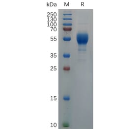 SDS-PAGE - Recombinant Cynomolgus macaque IL-9 Protein (Fc Tag) (A317555) - Antibodies.com
