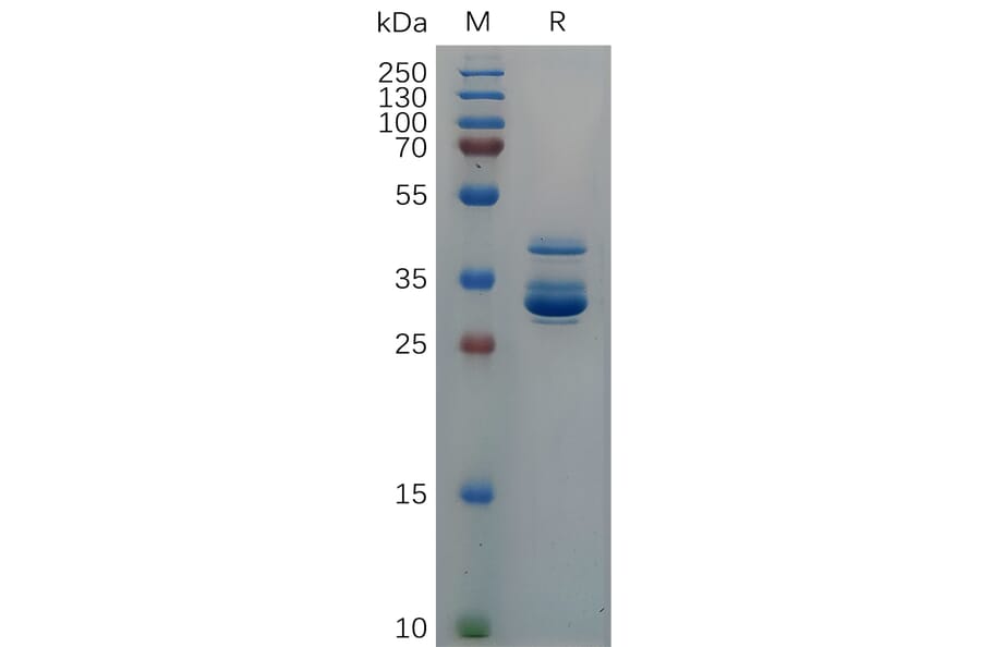 SDS-PAGE - Recombinant Cynomolgus macaque CXCL10/IP-10 Protein (Fc Tag) (A317556) - Antibodies.com