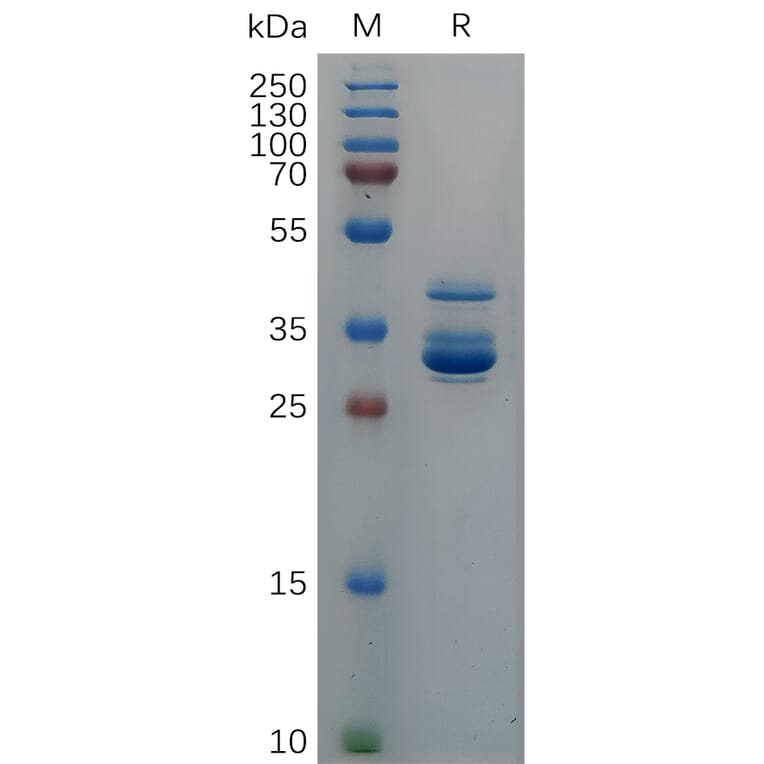 SDS-PAGE - Recombinant Cynomolgus macaque CXCL10/IP-10 Protein (Fc Tag) (A317556) - Antibodies.com