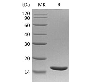 SDS-PAGE - Recombinant Human TNF alpha Protein (A317559) - Antibodies.com