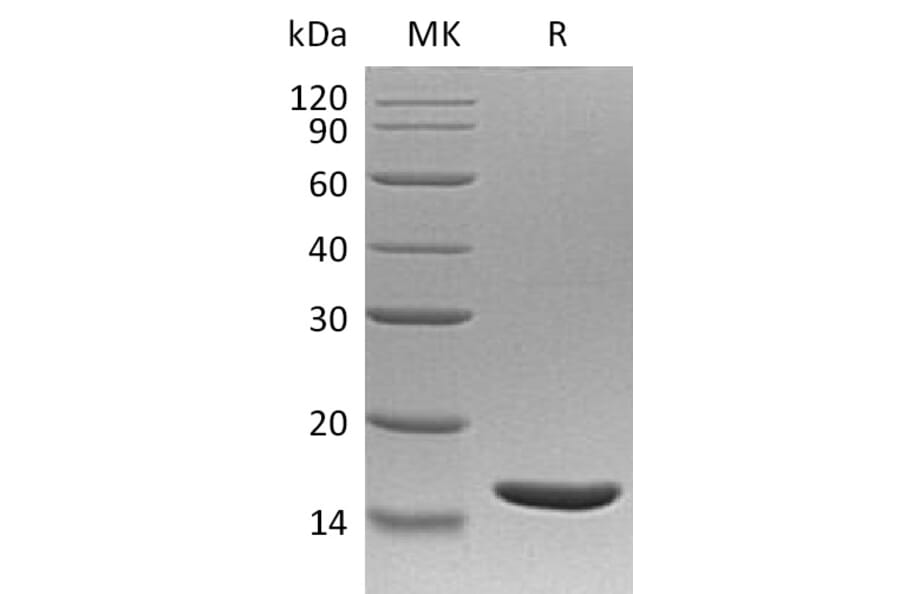 SDS-PAGE - Recombinant Human TNF alpha Protein (A317559) - Antibodies.com