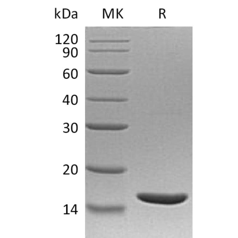 SDS-PAGE - Recombinant Human TNF alpha Protein (A317559) - Antibodies.com