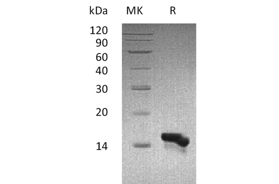 SDS-PAGE - Recombinant Human CCL28/MEC Protein (A317561) - Antibodies.com