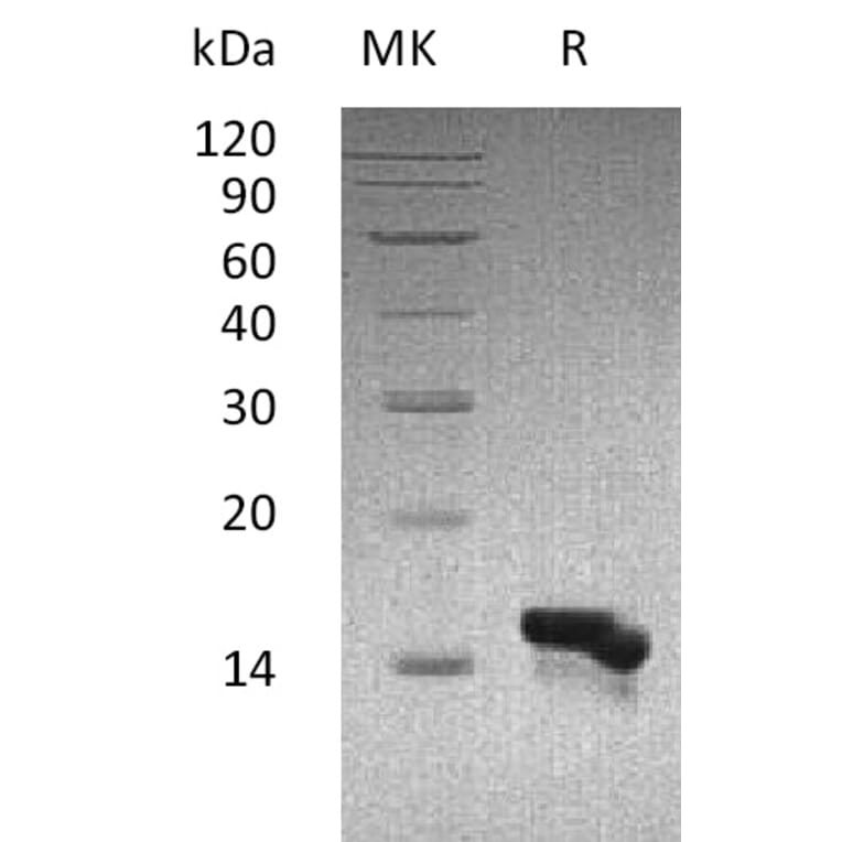 SDS-PAGE - Recombinant Human CCL28/MEC Protein (A317561) - Antibodies.com