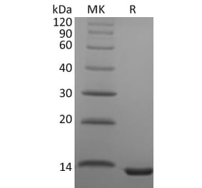 SDS-PAGE - Recombinant Human CCL23 Protein (A317562) - Antibodies.com