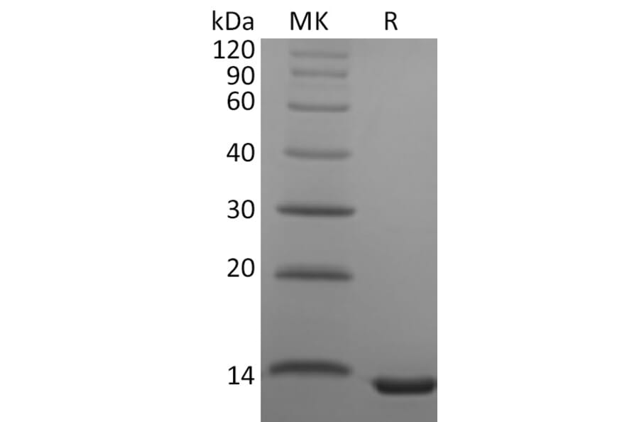 SDS-PAGE - Recombinant Human CCL23 Protein (A317562) - Antibodies.com