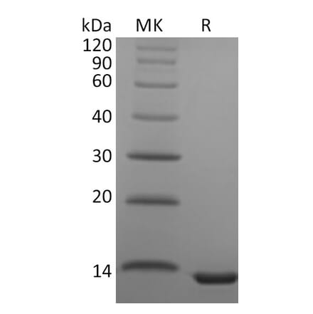 SDS-PAGE - Recombinant Human CCL23 Protein (A317562) - Antibodies.com