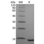 SDS-PAGE - Recombinant Human CCL23 Protein (A317562) - Antibodies.com