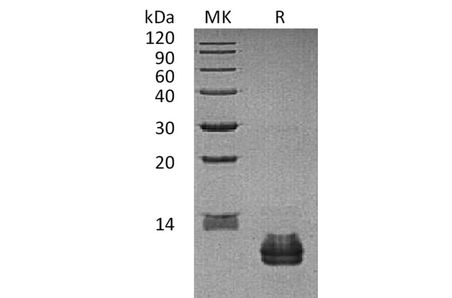 SDS-PAGE - Recombinant Human CCL27 Protein (A317563) - Antibodies.com