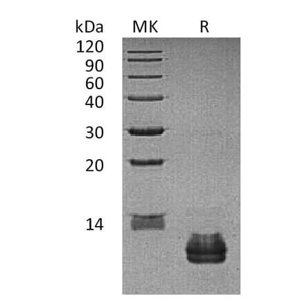 SDS-PAGE - Recombinant Human CCL27 Protein (A317563) - Antibodies.com