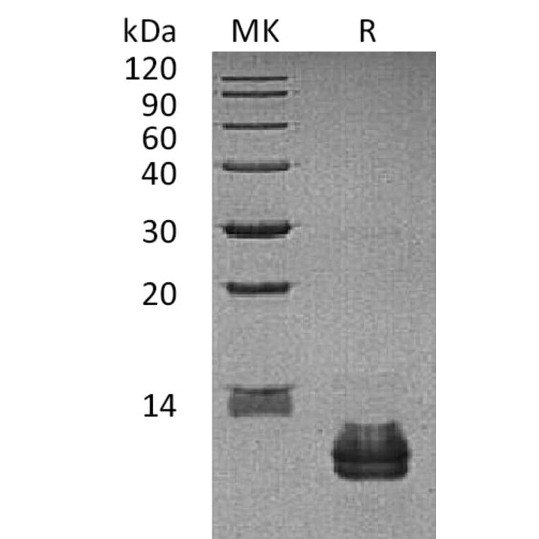 SDS-PAGE - Recombinant Human CCL27 Protein (A317563) - Antibodies.com