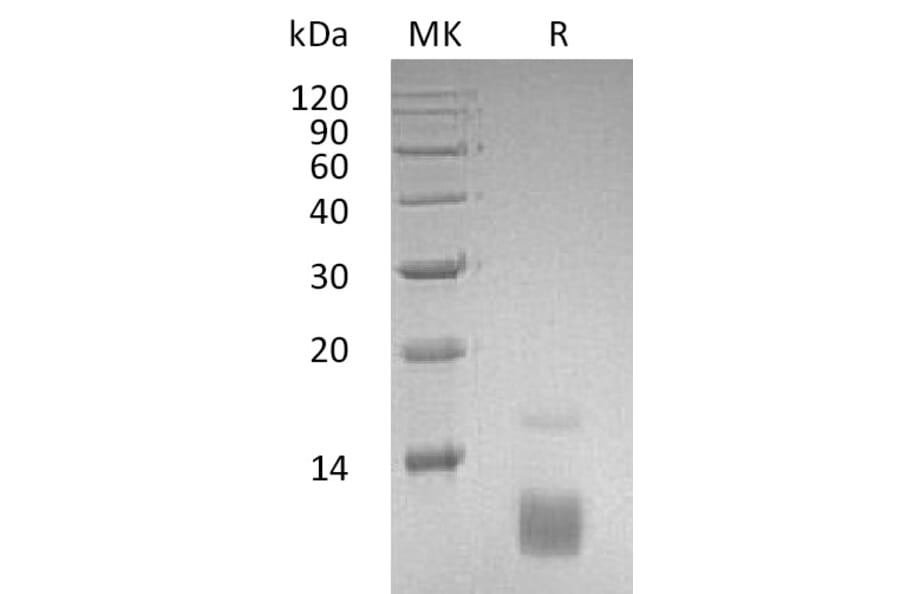SDS-PAGE - Recombinant Human RANTES Protein (A317564) - Antibodies.com