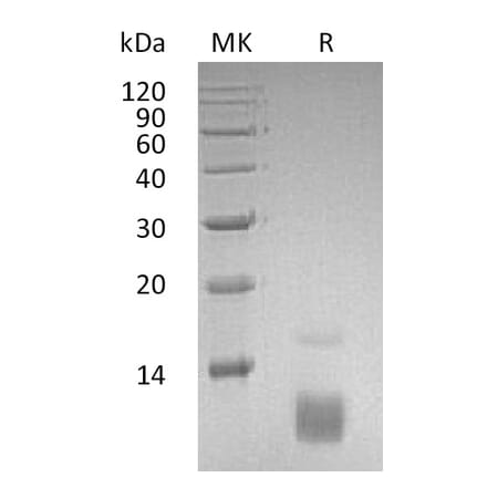 SDS-PAGE - Recombinant Human RANTES Protein (A317564) - Antibodies.com