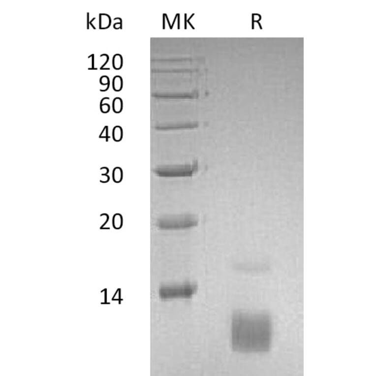 SDS-PAGE - Recombinant Human RANTES Protein (A317564) - Antibodies.com