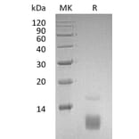 SDS-PAGE - Recombinant Human RANTES Protein (A317564) - Antibodies.com