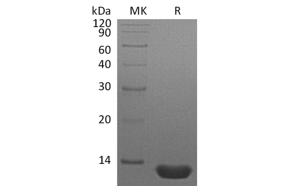 SDS-PAGE - Recombinant Human MIP-1 alpha/CCL3 Protein (A317565) - Antibodies.com