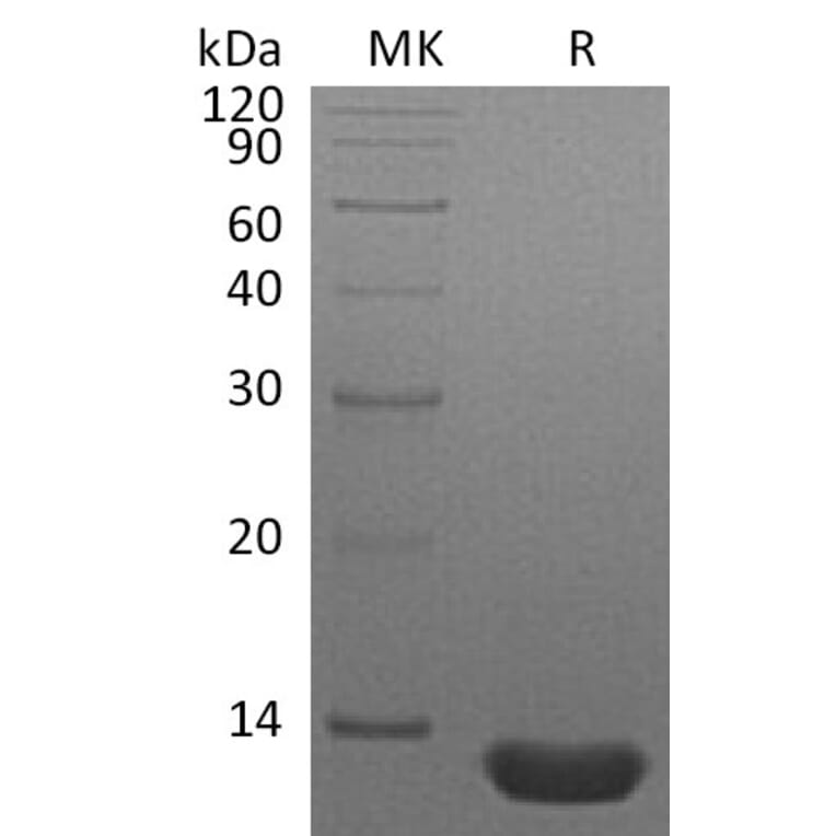 SDS-PAGE - Recombinant Human MIP-1 alpha/CCL3 Protein (A317565) - Antibodies.com