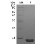 SDS-PAGE - Recombinant Human MIP-1 alpha/CCL3 Protein (A317565) - Antibodies.com